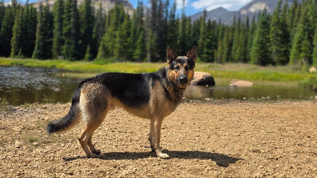 A German Shepherd dog standing on a gravel path in a forest, surrounded by a lake, trees, and mountains in the background.